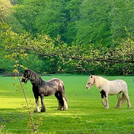 Tiny House Dans Les Bois Evasion Cozy Pour Deux ! Vireux-Wallerand
